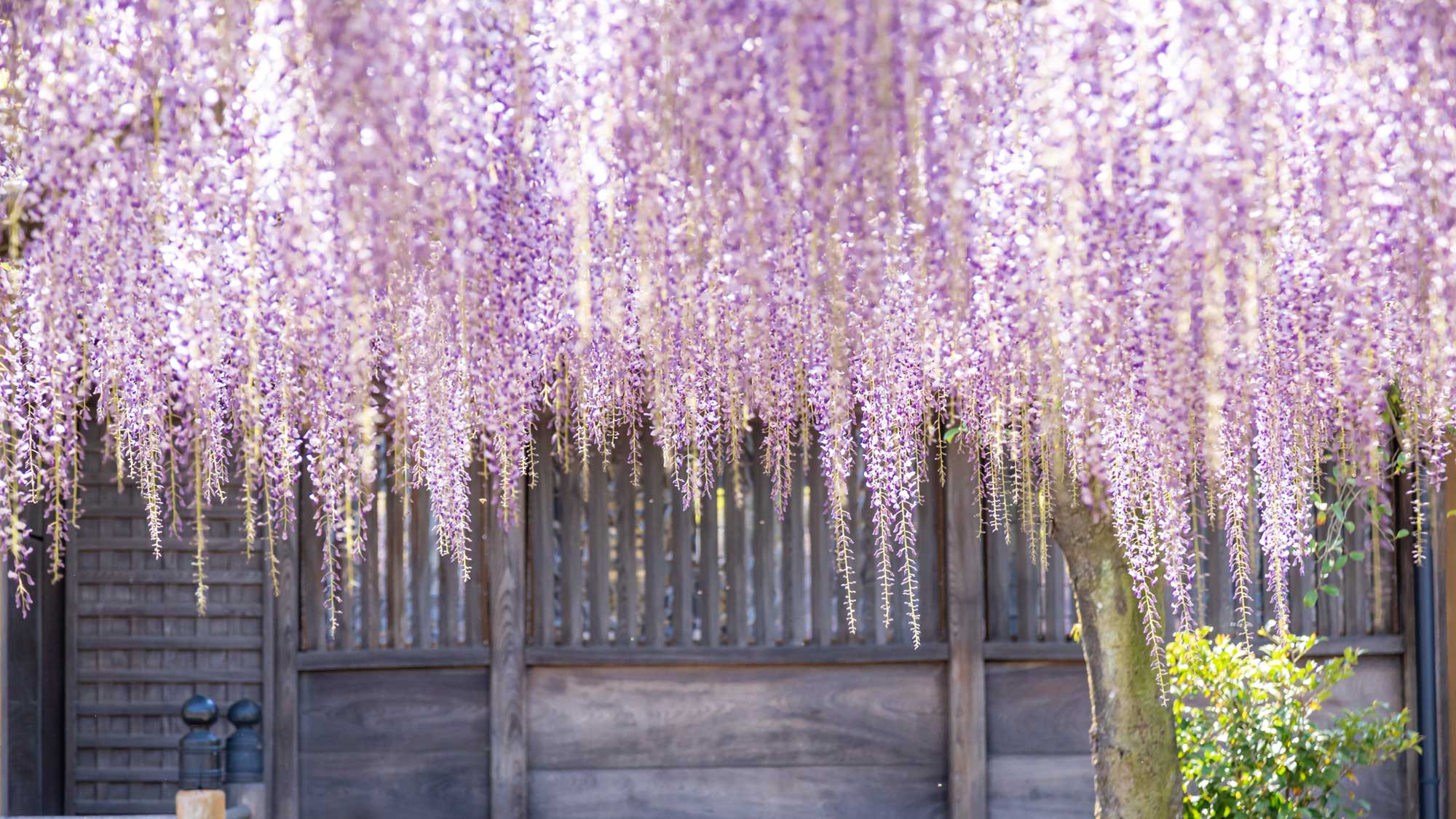 【周辺観光】素盞嗚神社境内には黒木の大藤と呼ばれる樹齢600年越えの藤棚が広がります。＜車で30分＞