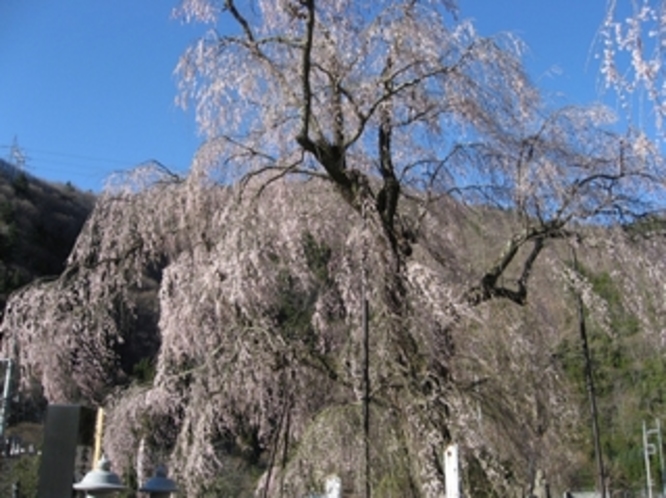 中正寺のしだれ桜