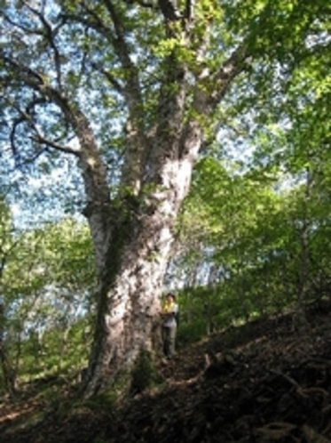 トチの巨木