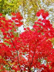 白樺の黄葉とカエデの紅葉。