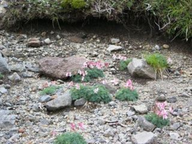 高山植物の女王　コマクサ