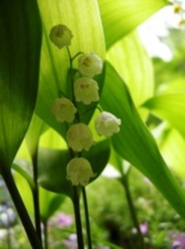 6月の花　スズラン