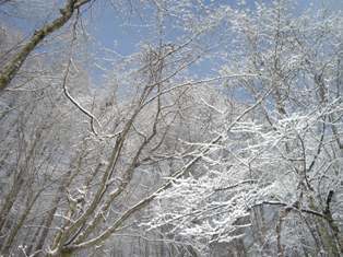 3月　＊雪の華＊