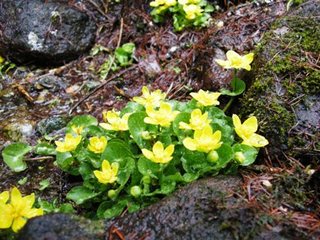 立金花（リュウキンカ）