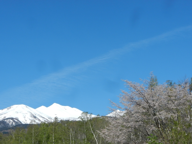 乗鞍岳と山桜