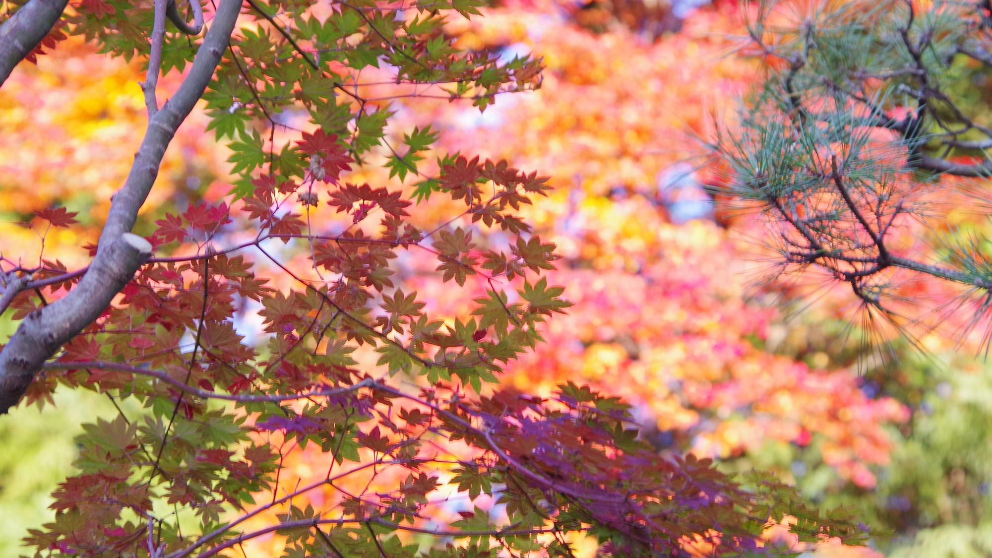 *秋には紅葉がキレイに色づきます