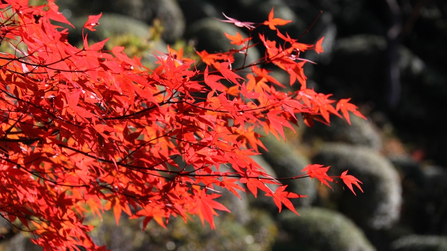 *秋には紅葉がキレイに色づきます