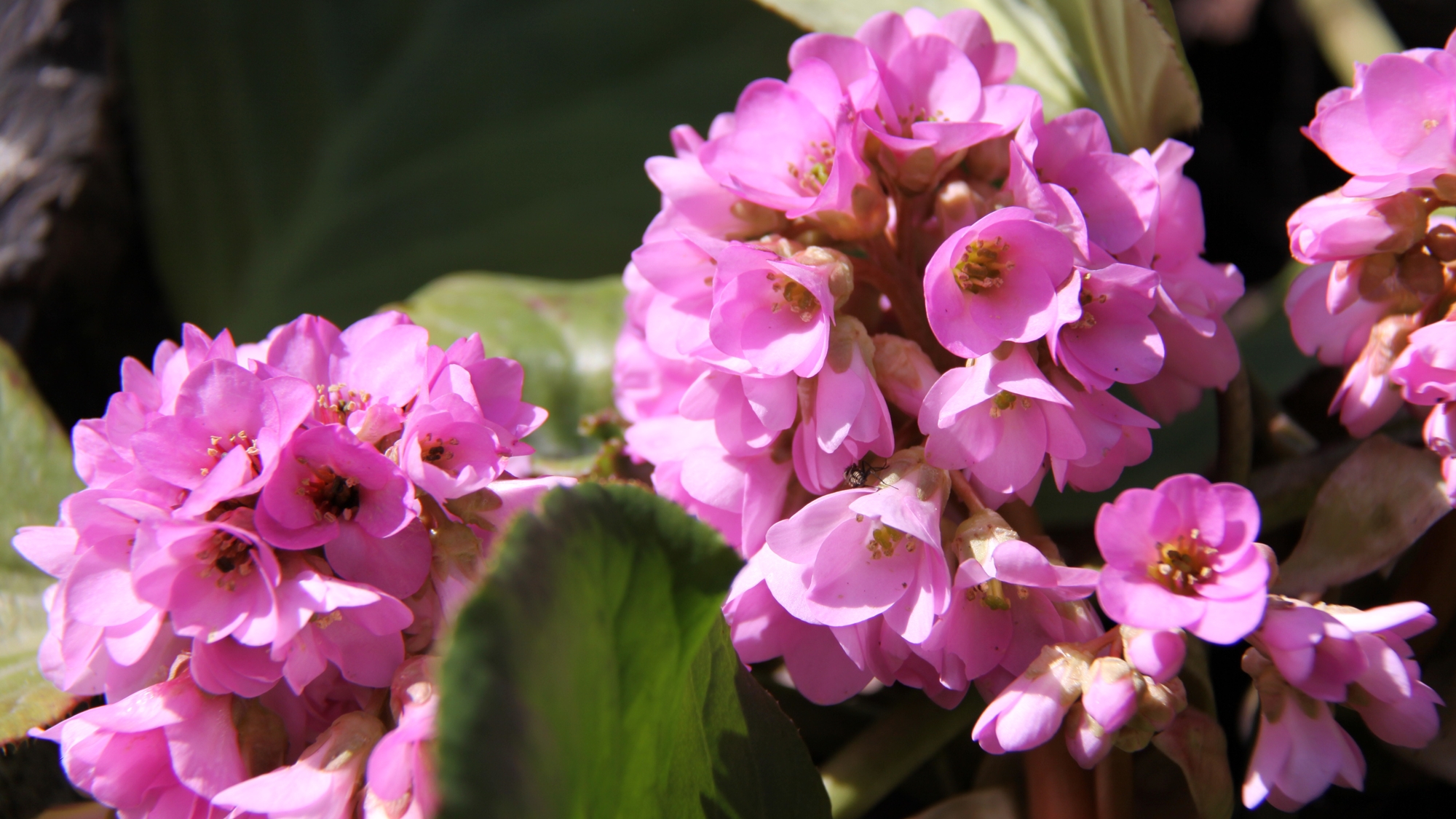 *ヒマラヤ雪の下・２〜４月頃ピンクの花が咲きます