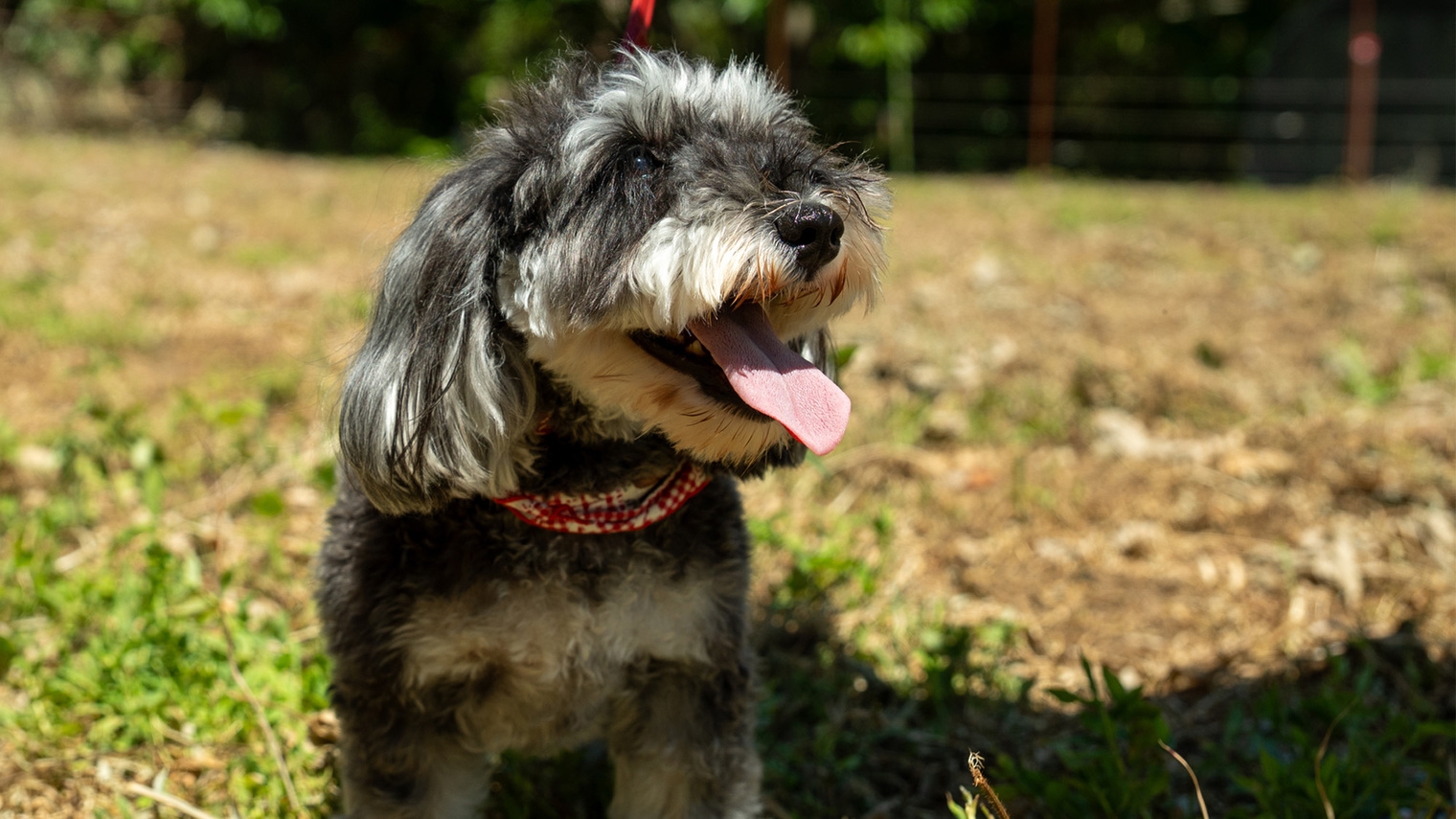 わんちゃんと泊まれるホテル　ペットと泊まれる　素泊まりプラン