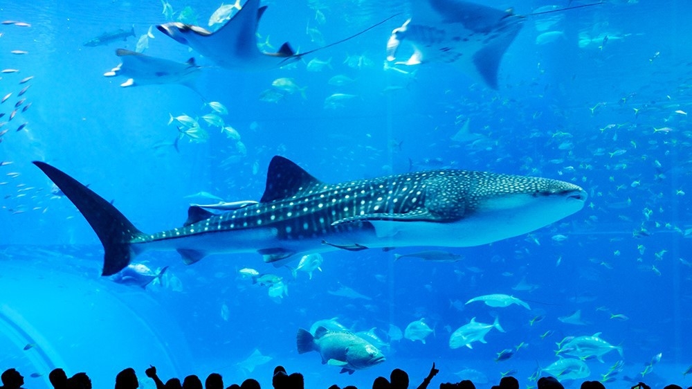 ≪美ら海へアクセス抜群≫水族館チケット付きプラン〜朝食付き〜