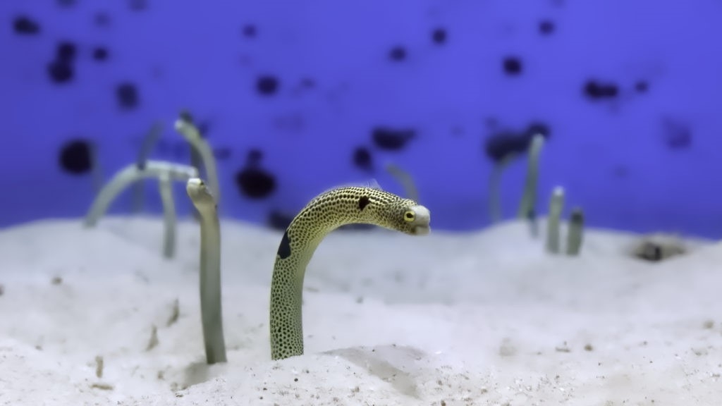 ≪美ら海水族館チケット付≫ 本物のジンベエザメを見に行こう！〜朝食付き〜