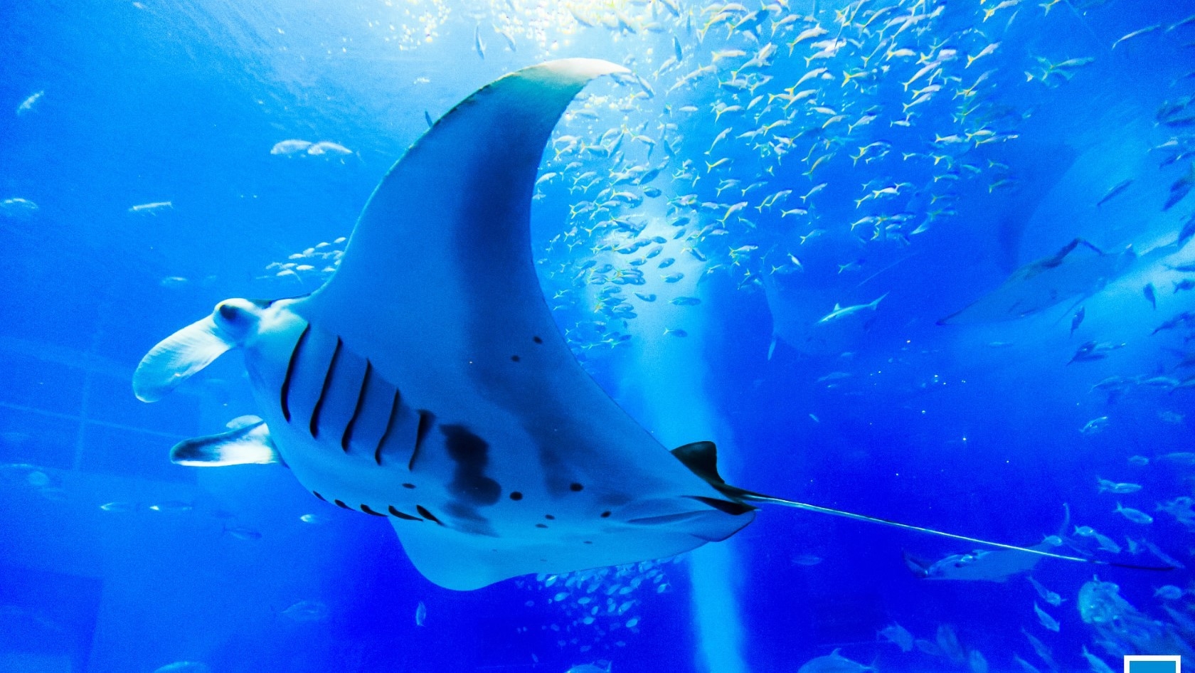 ≪美ら海水族館チケット付≫ 本物のジンベエザメを見に行こう！〜朝食付き〜