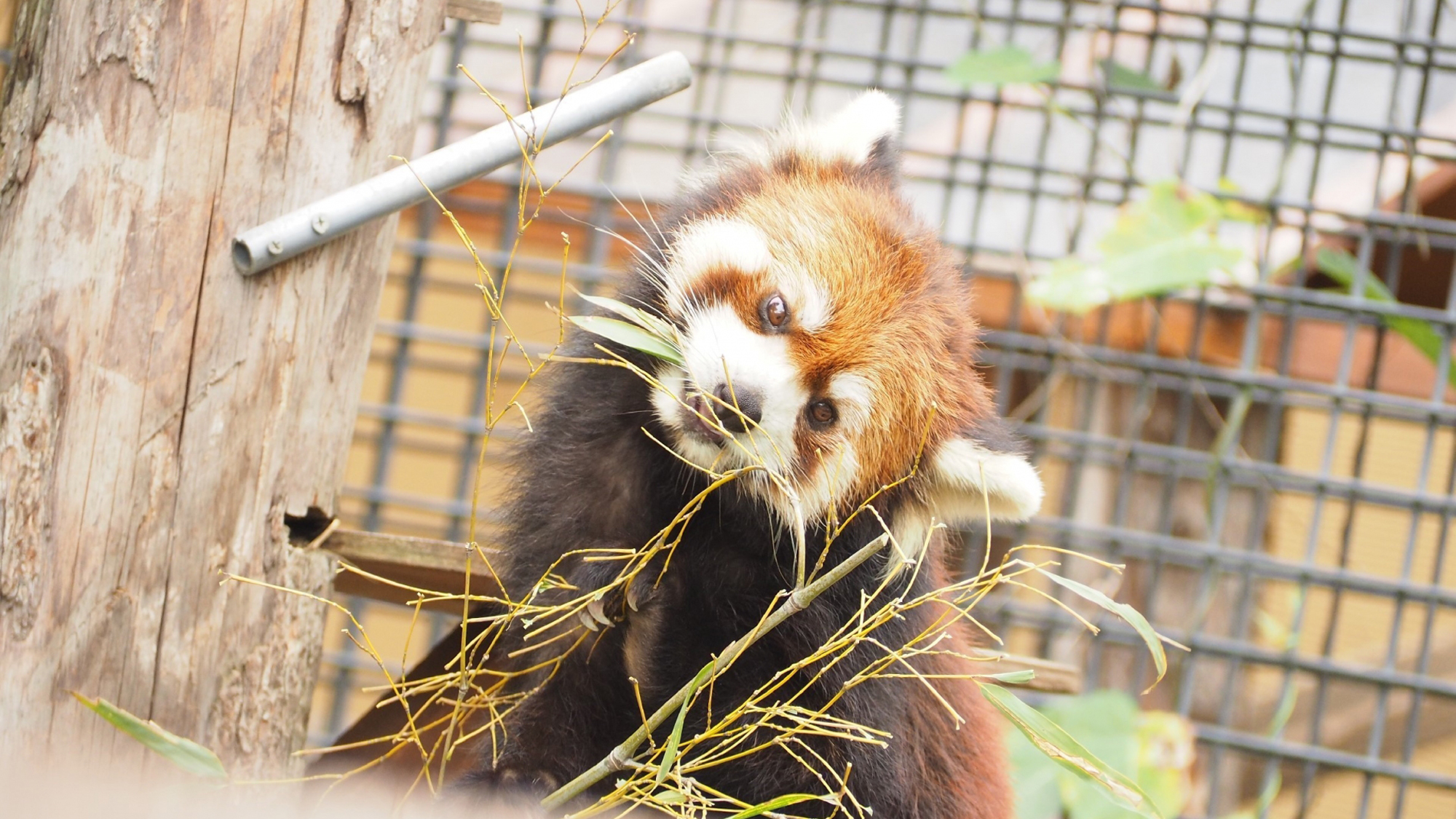 ＃周辺観光(旭山動物園)＿当館から車で約30分♪ 