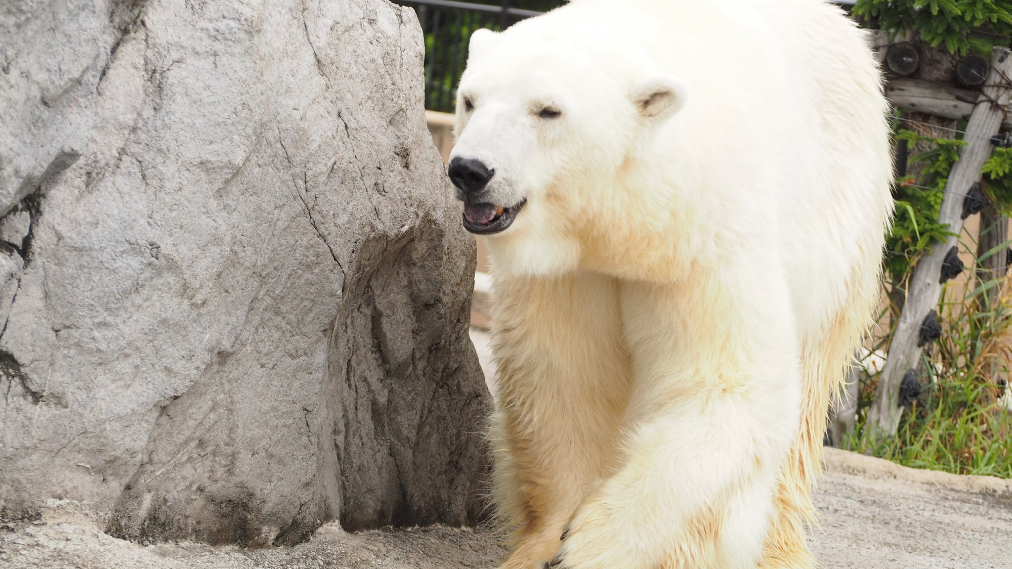 ＃周辺観光(旭山動物園)＿当館から車で約30分♪ 