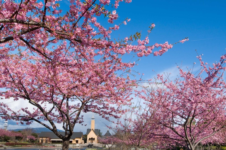 河津桜