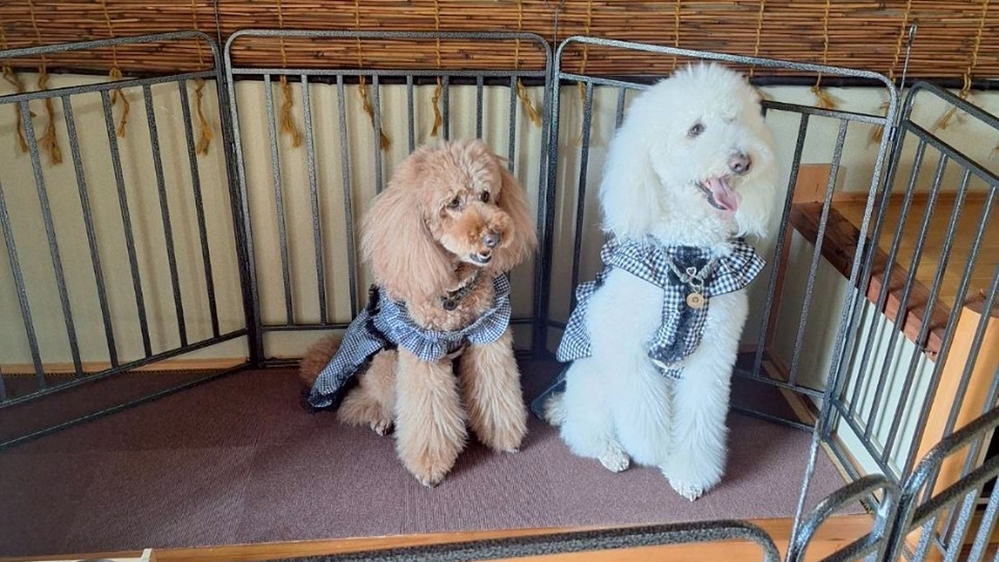 【愛犬と一泊】いぬ旅日和 U。・ェ・。U 〜大切な家族と過ごす休日〜【素泊まり】