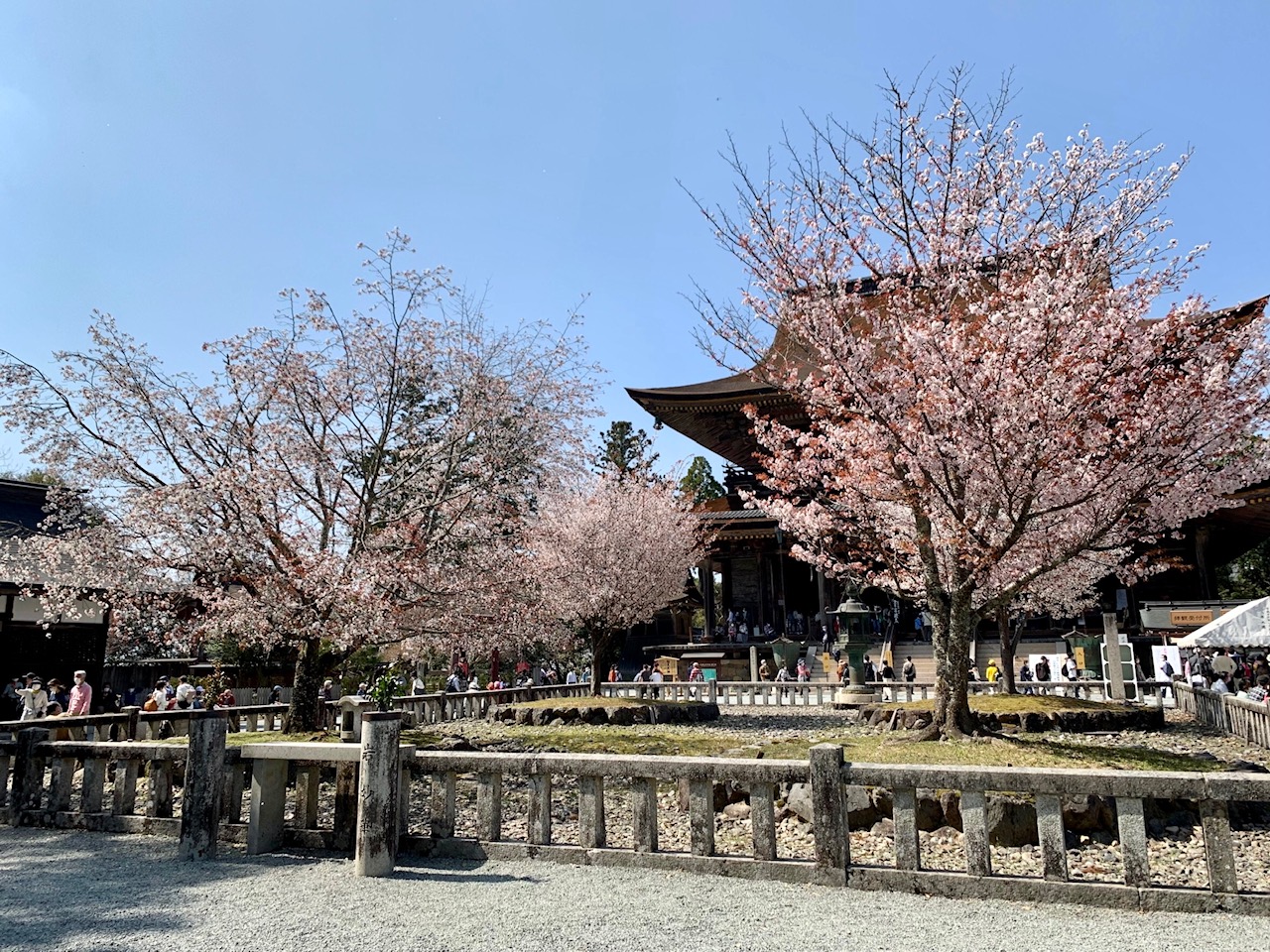 蔵王堂・四本桜