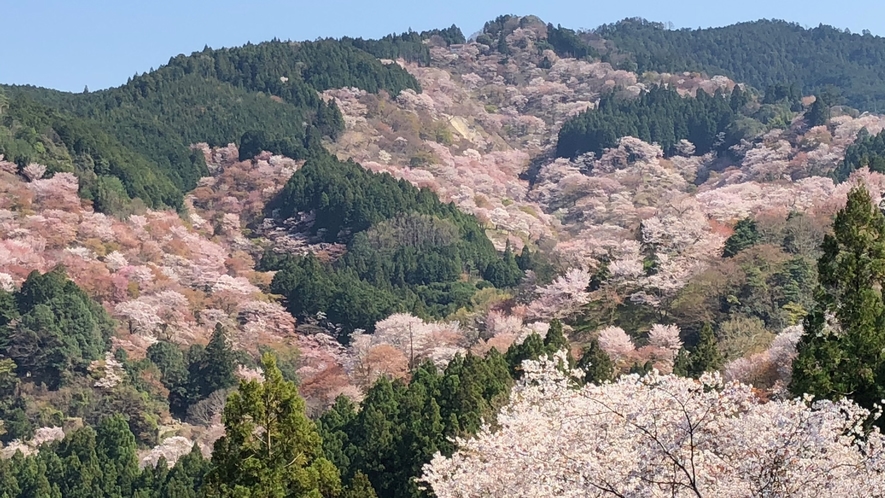 吉水神社からの眺め