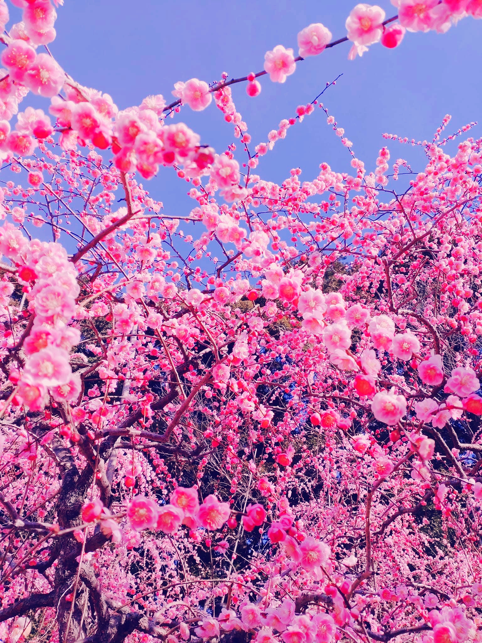大縣神社　梅まつり
