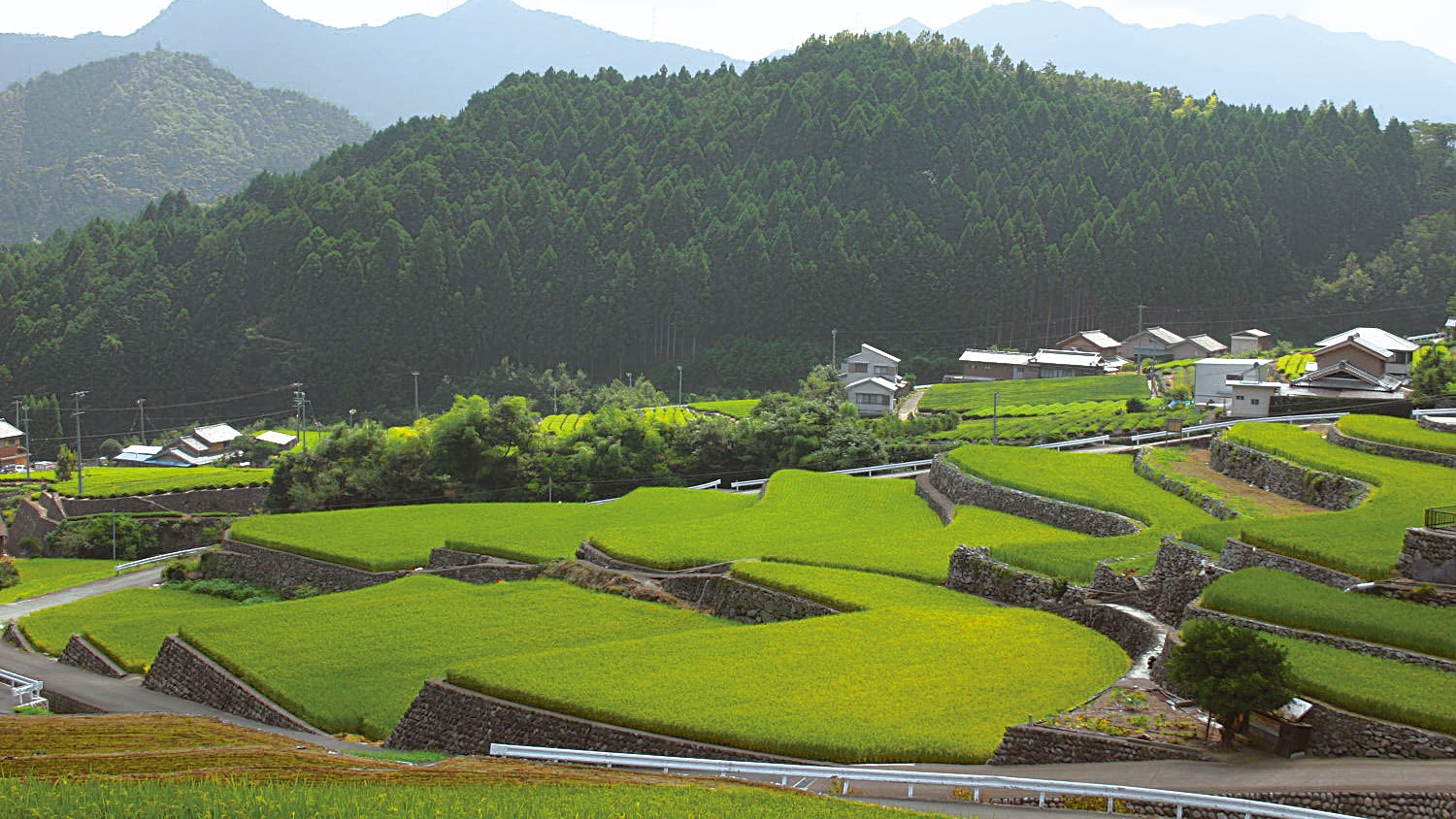 深野のだんだん田