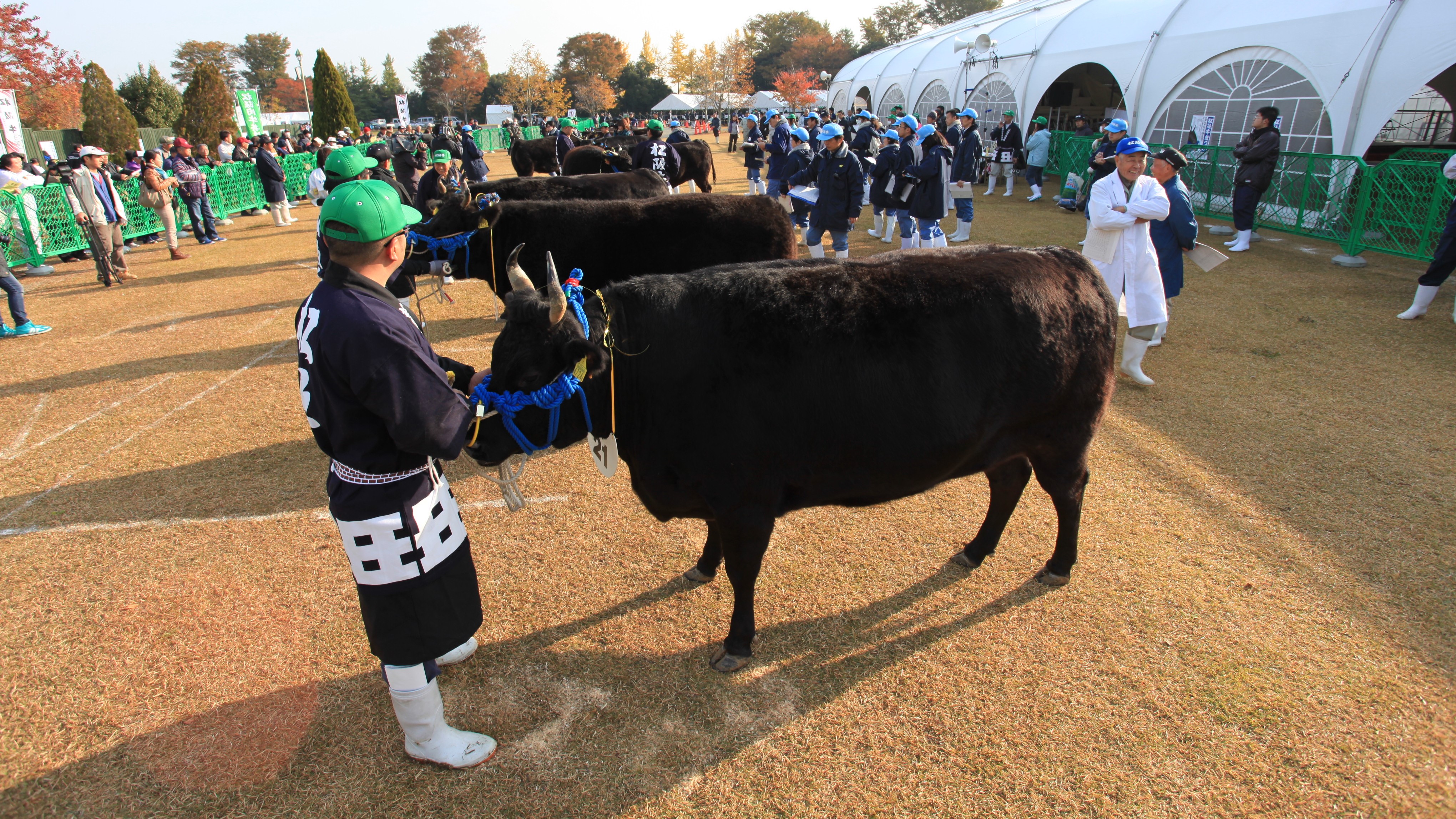 牛まつり