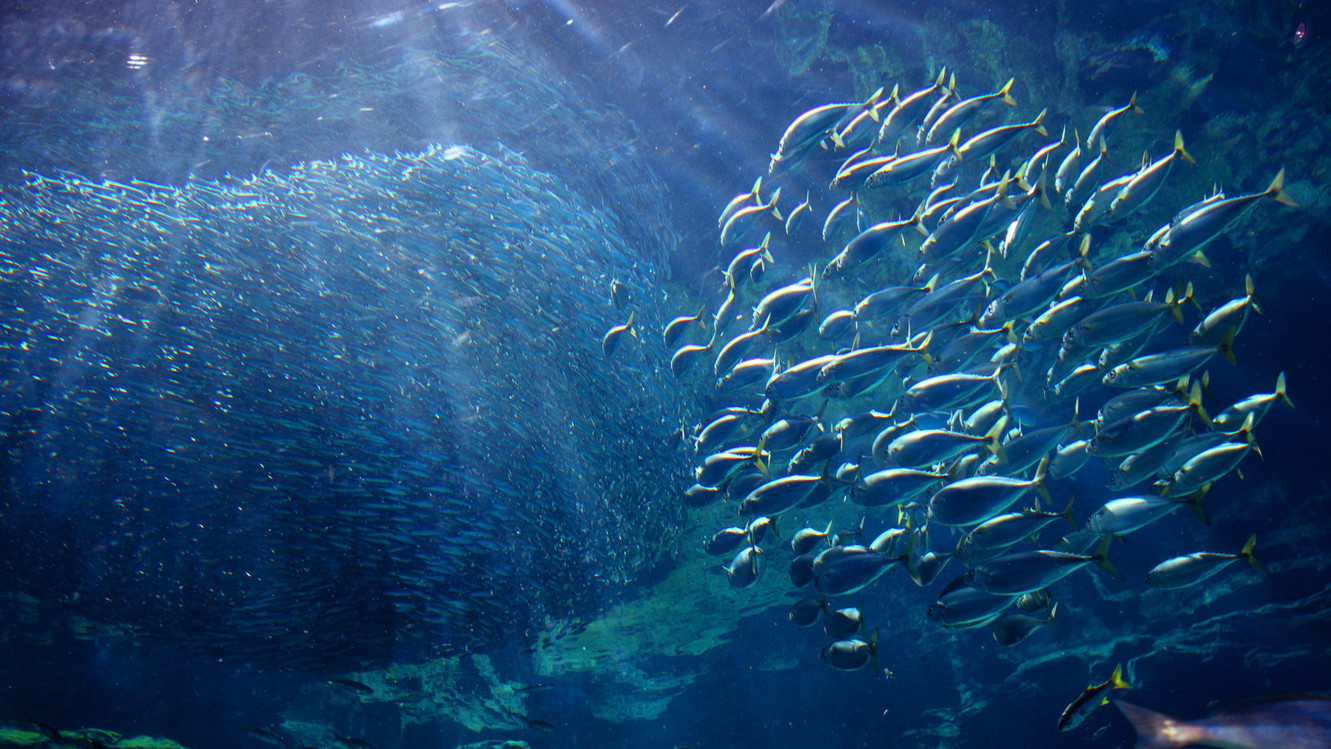 【九十九島水族館「海きらら」入館引換券付き】イルカプログラムなどお子様にも大人気！＜夕・朝食付＞