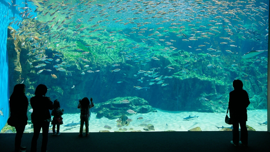 九十九島水族館「海きらら」九十九島の海を再現した地域密着型の水族館です♪当館から車で約50分