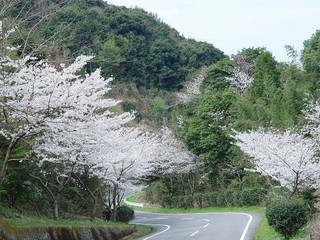広域農道の1000本の桜【当ホテルよりお車で約10分】