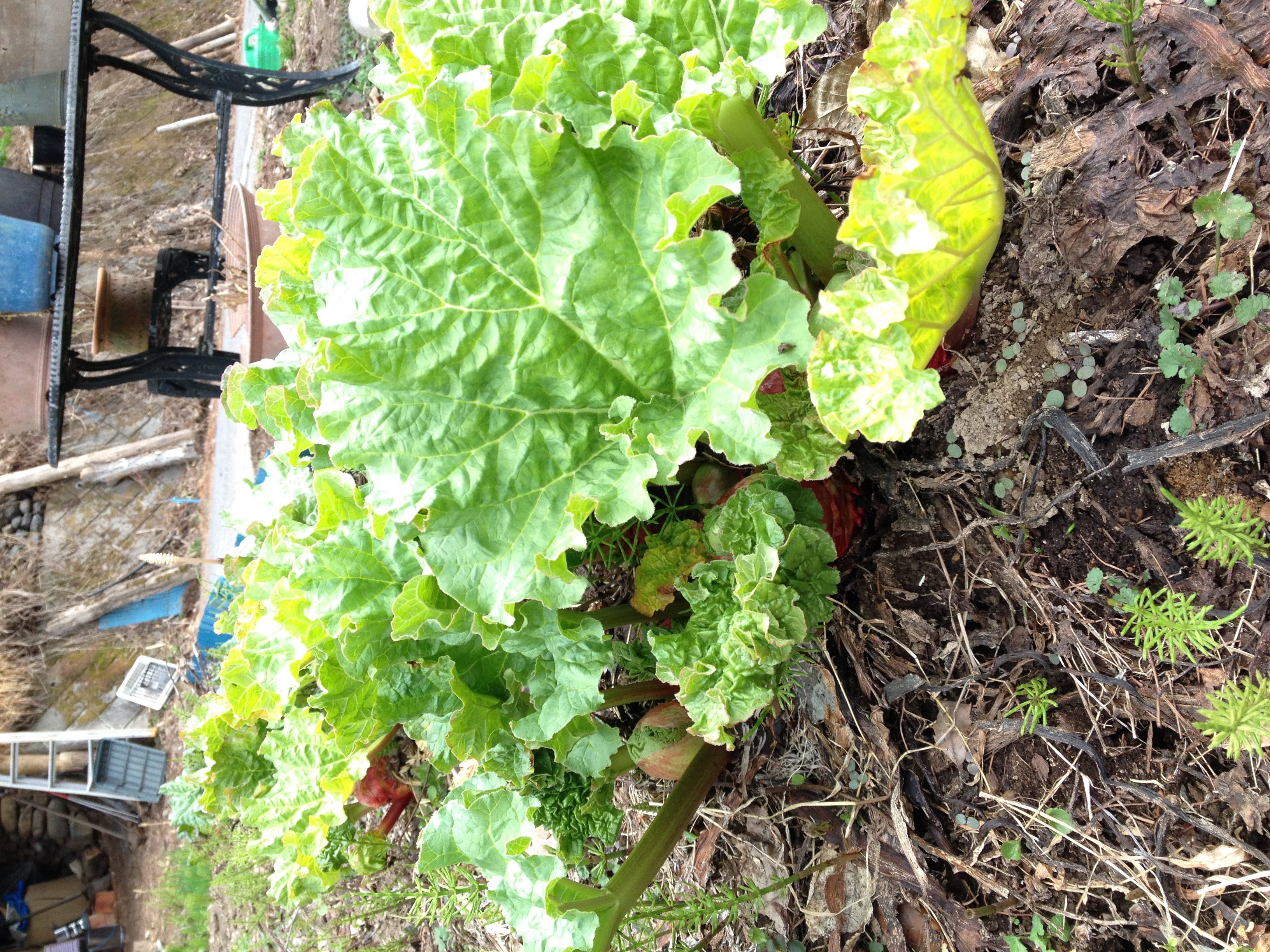 春一番のルバーブ