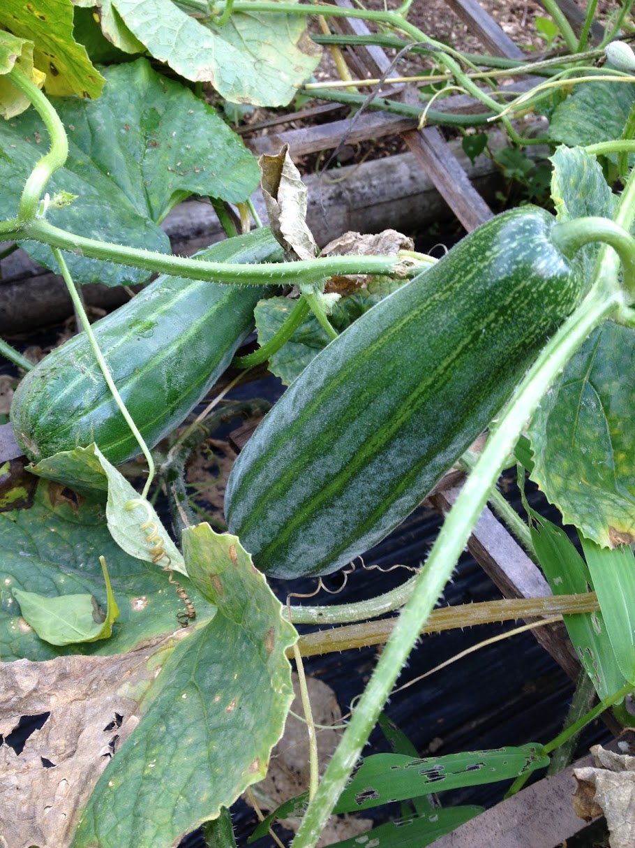 ウリ実ってます