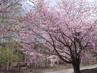 御殿桜