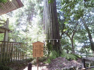 須佐神社の杉の木