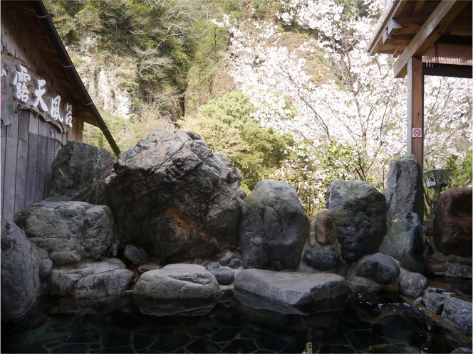 山桜の美しい絶景をご覧頂き、春の露天風呂を満喫して下さい！（宿泊者は無料！）