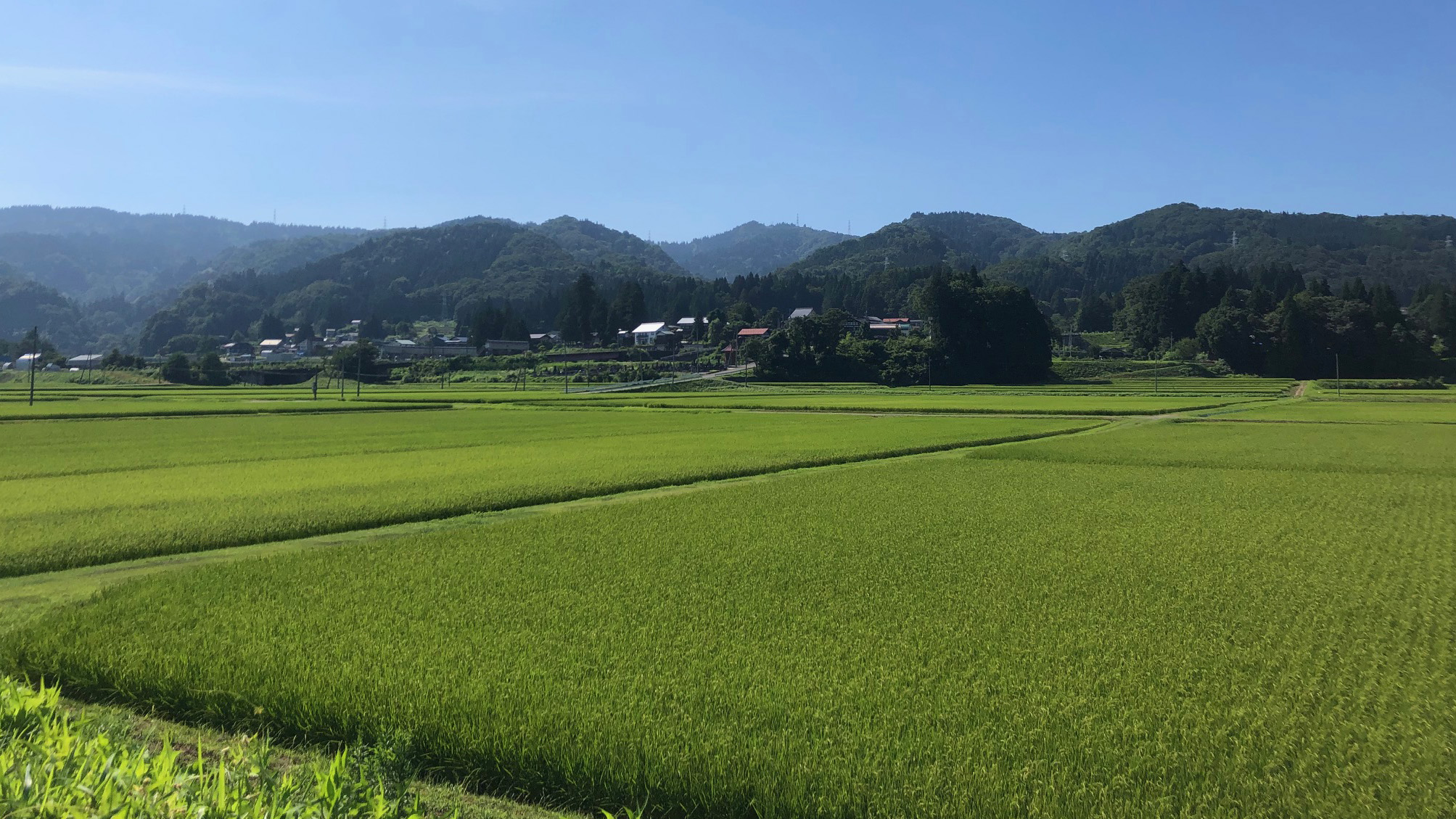 周辺景色（夏の田園）