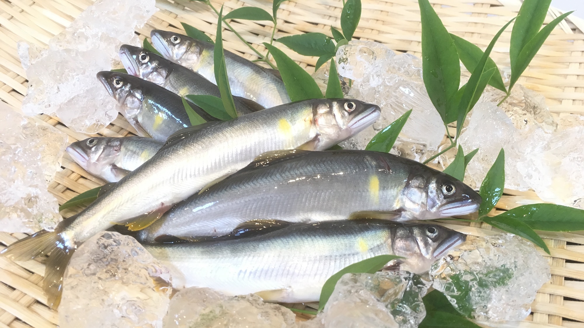 *【厳選食材】キレイな川で育った天然の鮎