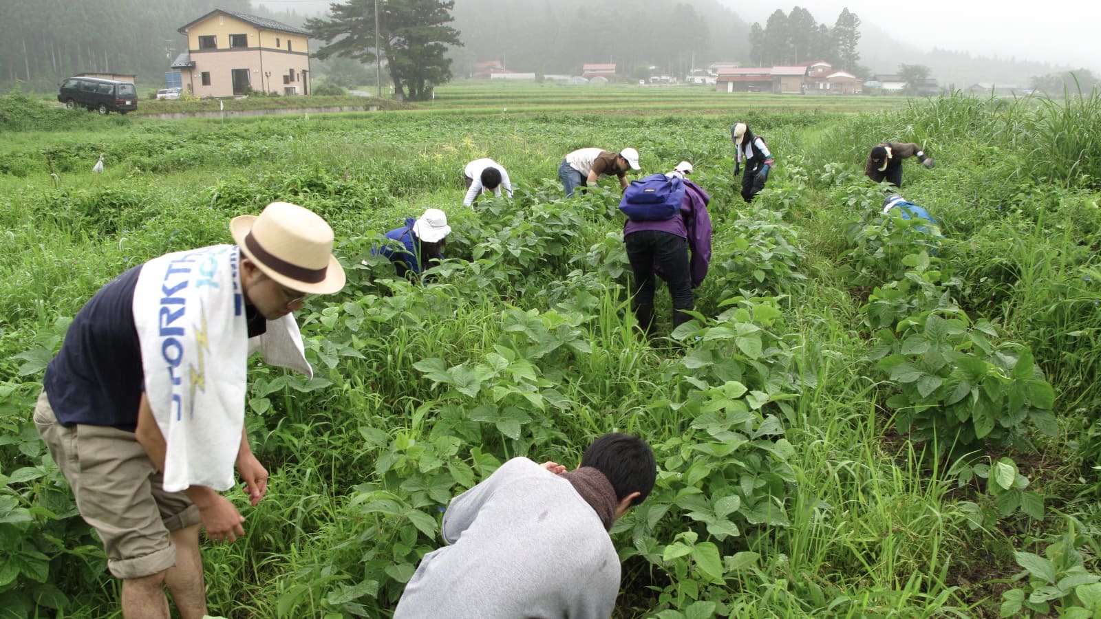 夏_農業体験　旅館大沼では、無農薬で大豆を育てており、農業体験もできます