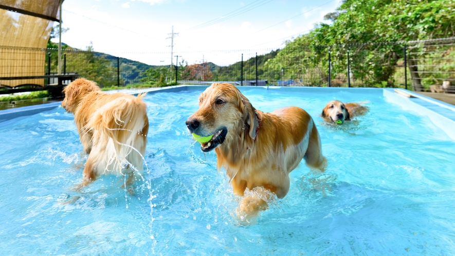 【ドッグプール】3月中旬～11月中旬まで利用可能！小型犬から大型犬まで水遊びが楽しめ大人気です。