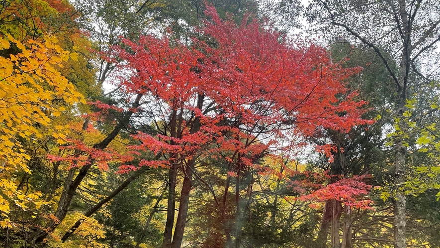 安房峠の紅葉です