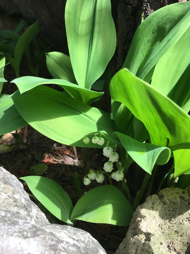 庭の花