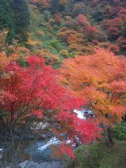 紅葉と渓流