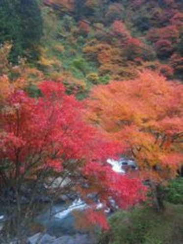 紅葉と渓流