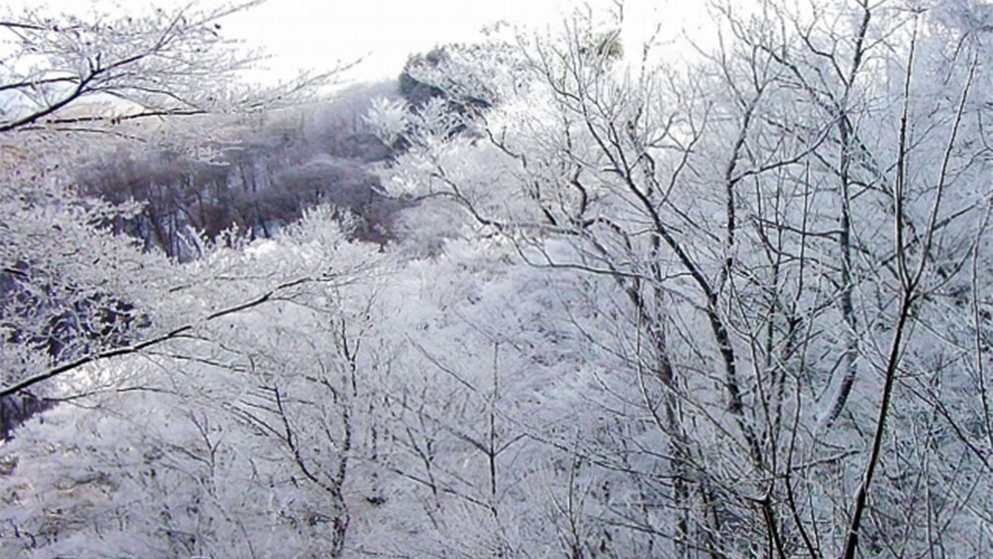 ・【風景】凛とした空気の中、連なる樹氷が綺麗♪
