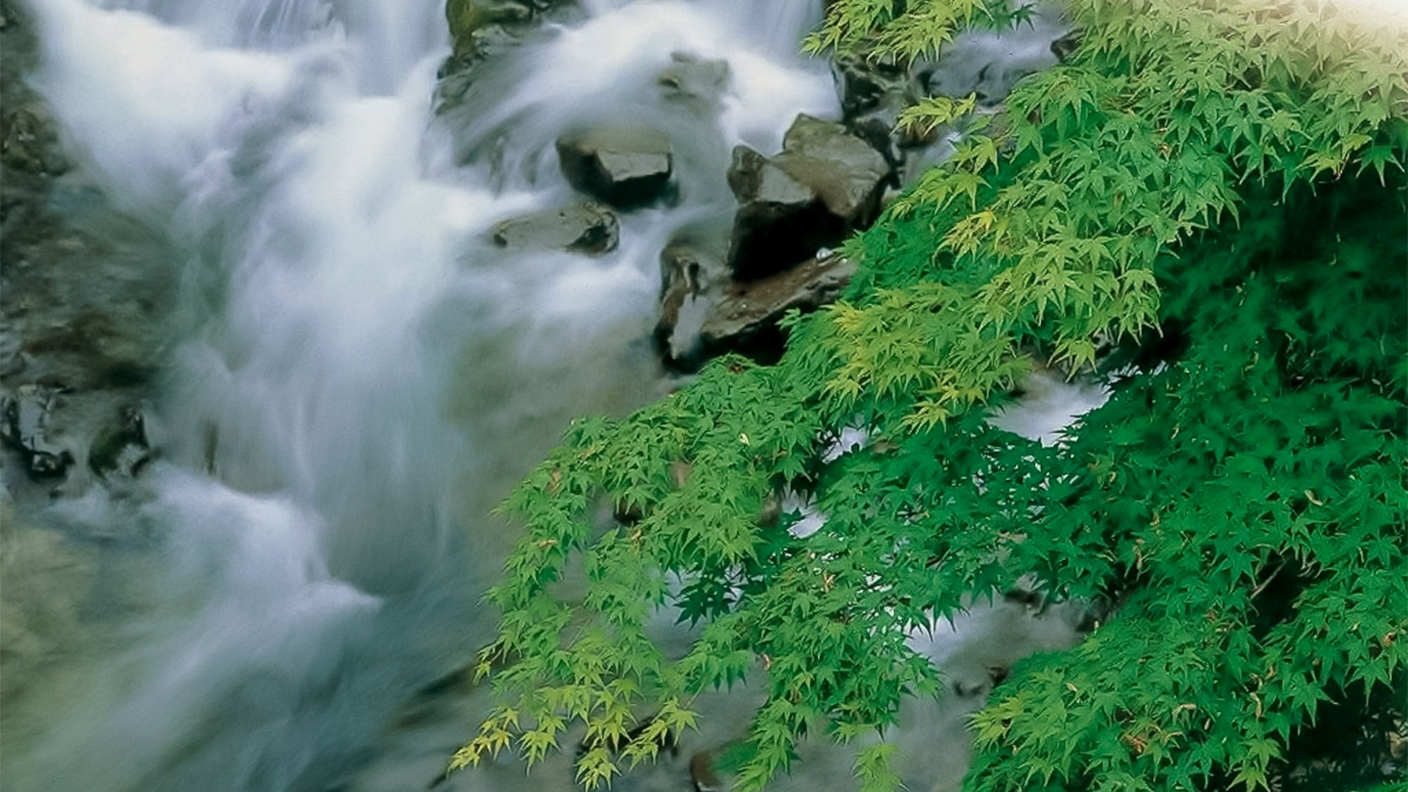 ・【風景】野迫川村の渓流から涼しいせせらぎの音が聞こえてくる♪