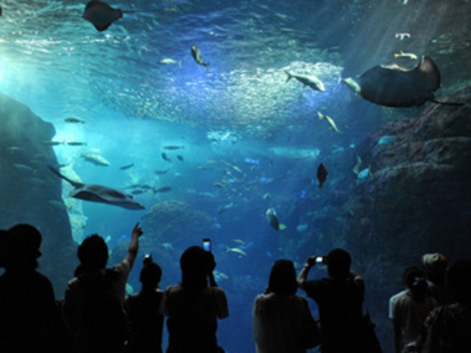 相模湾大水槽（新江ノ島水族館）