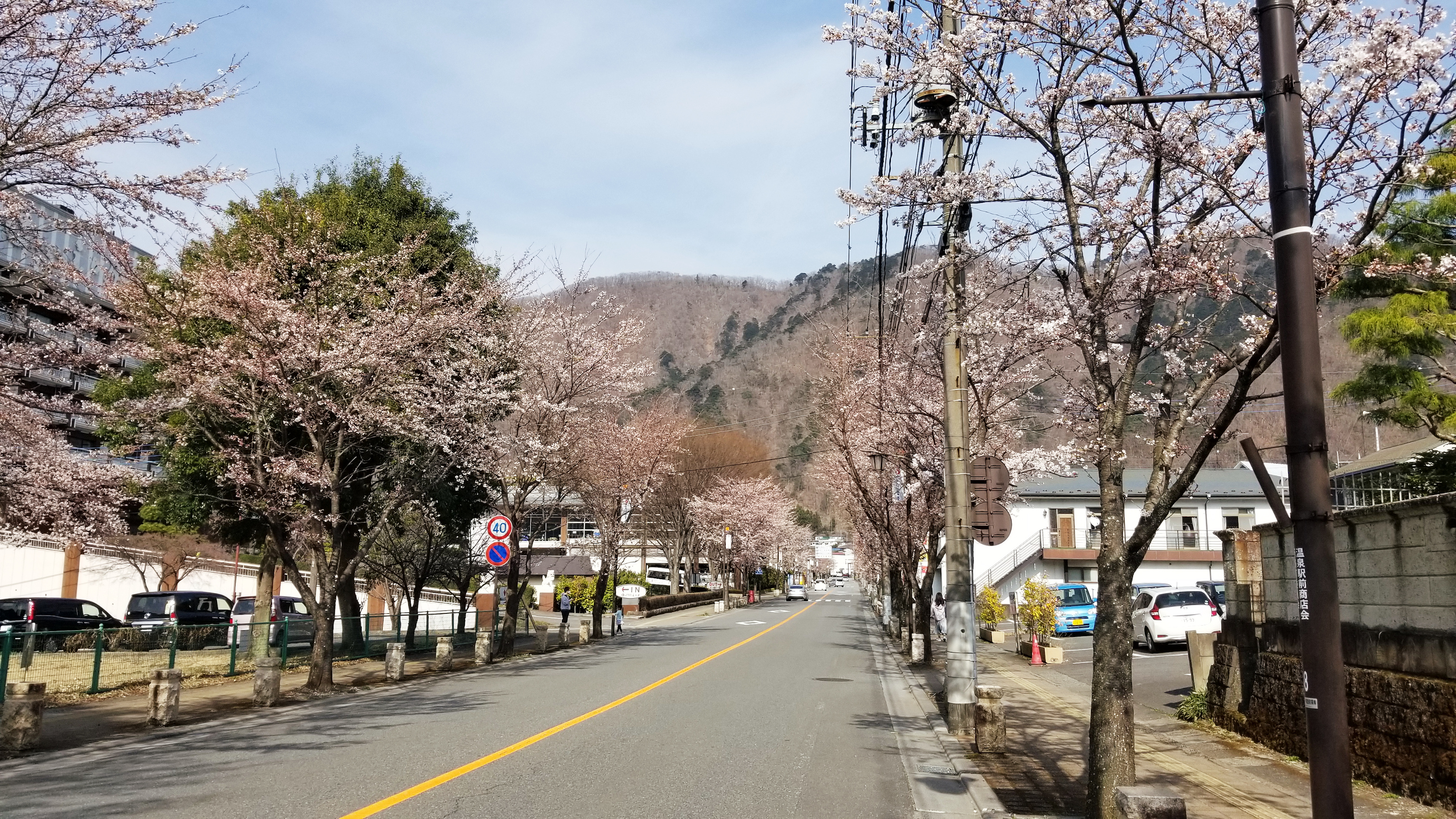 ホテル前の桜並木