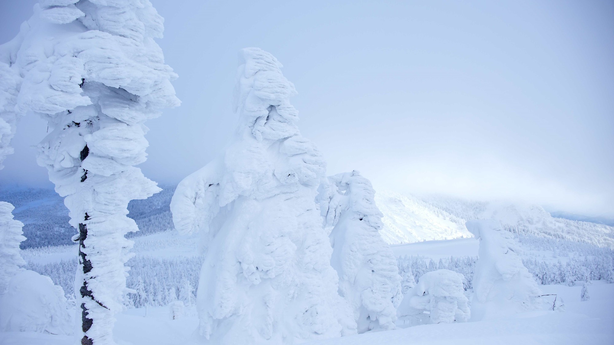 ■蔵王の樹氷原