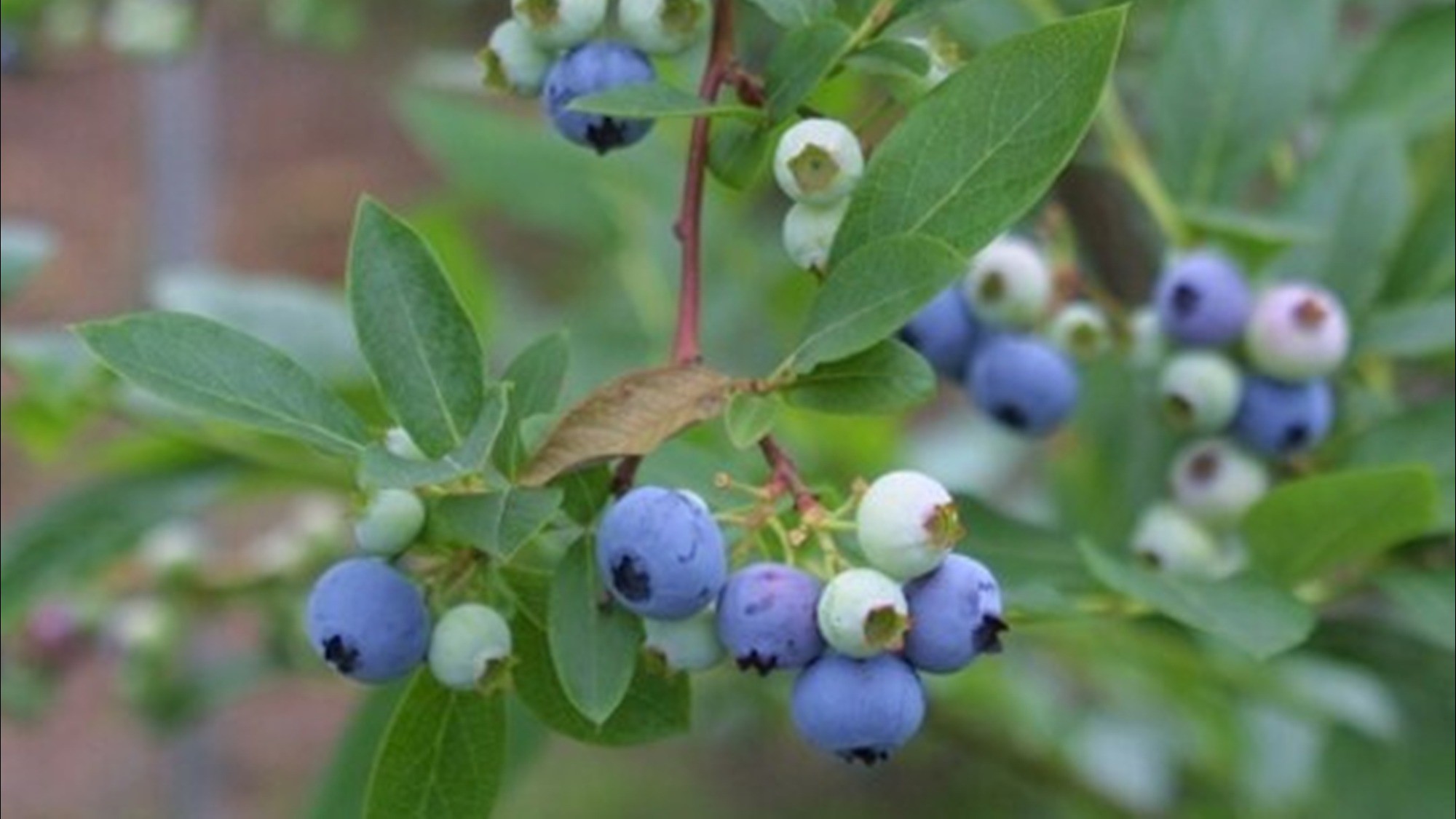 蔵王のブルーベリー