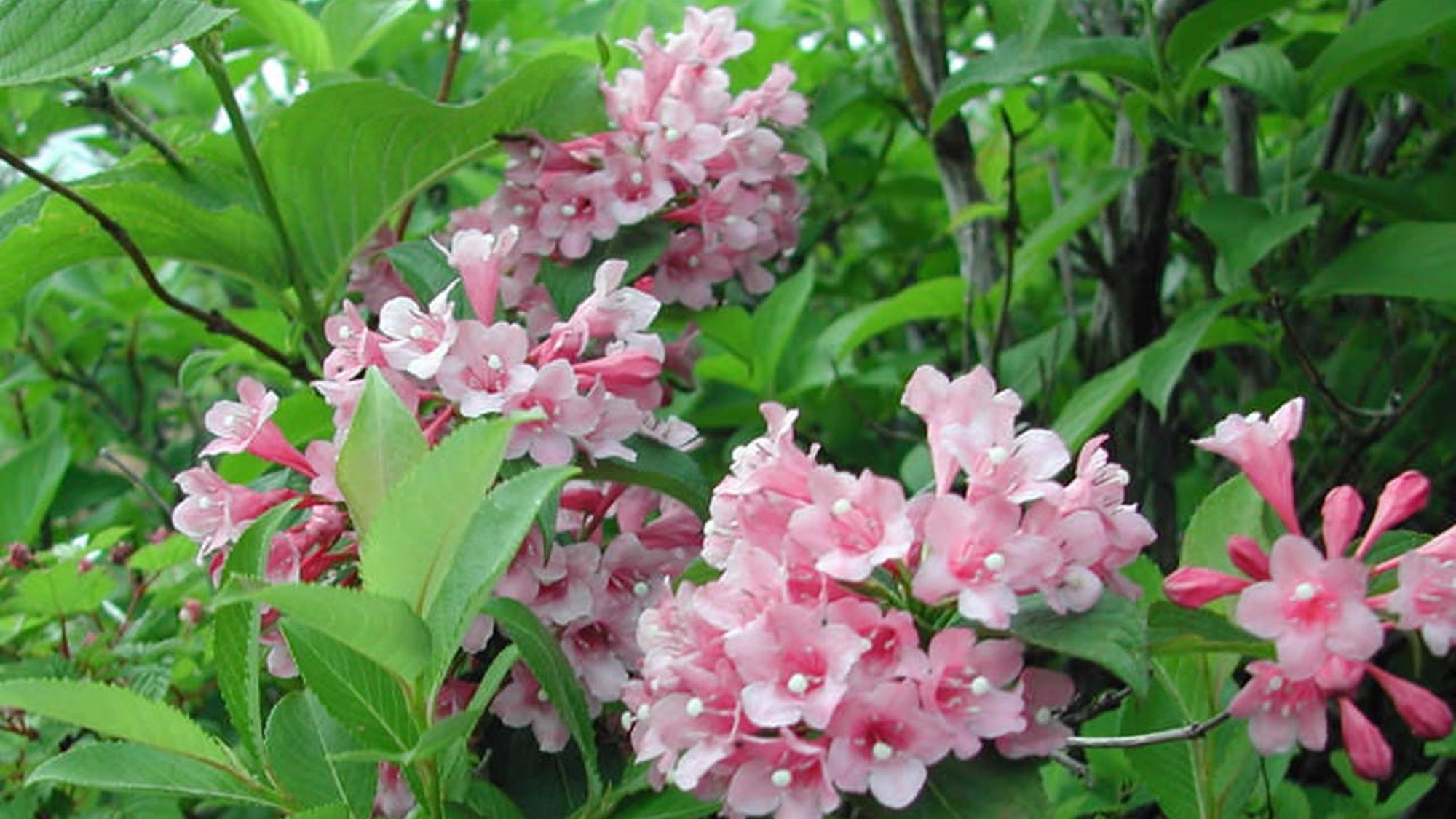 ■敷地内散策道