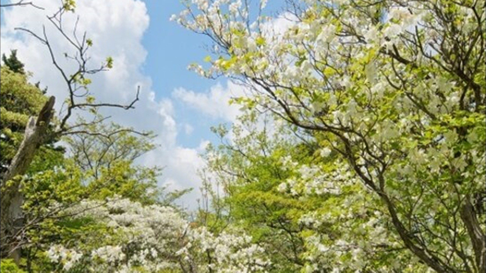 えぼしスキー場【シロヤシオツツジ】