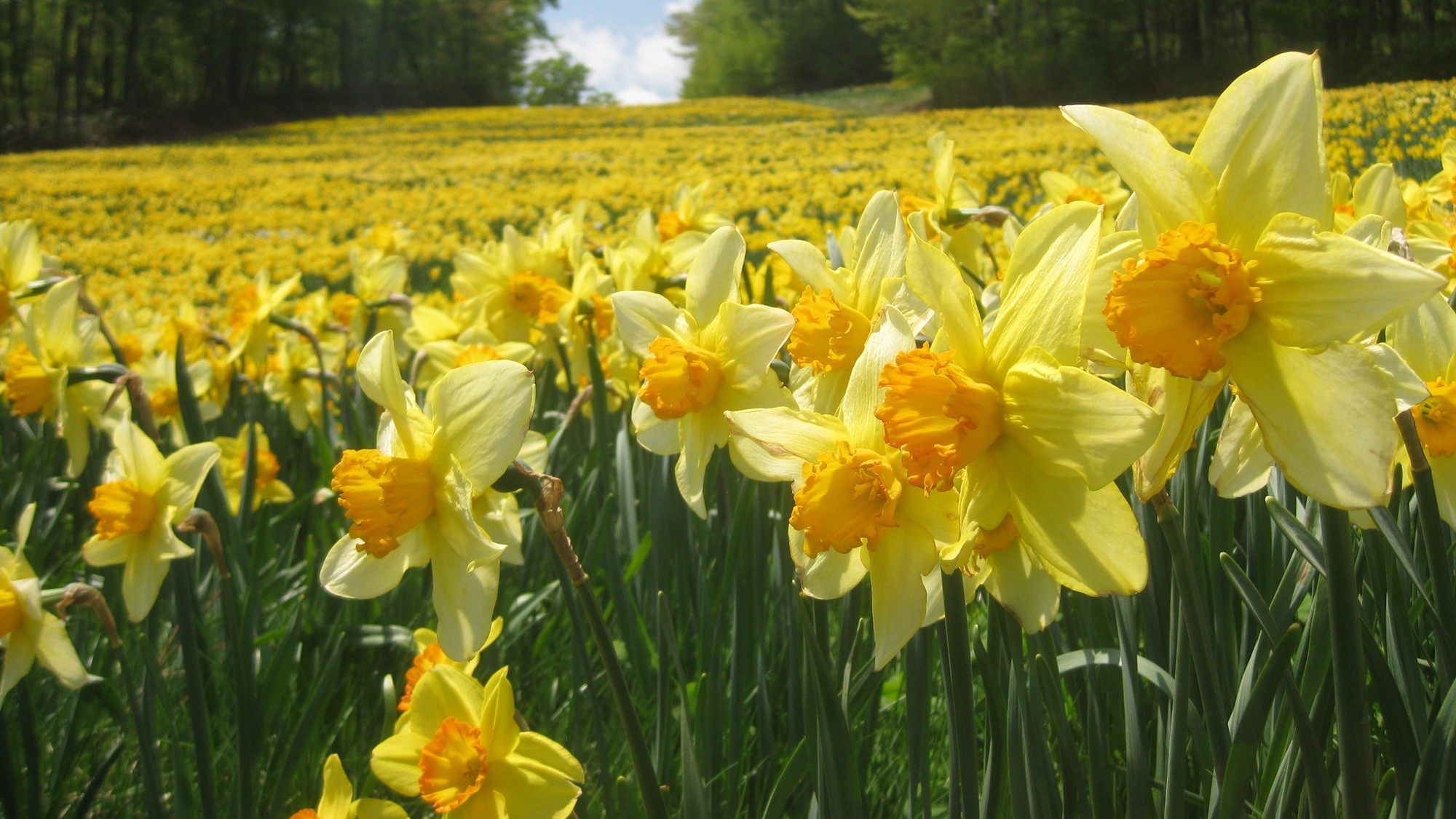 ■えぼしスキー場「すいせん祭り」